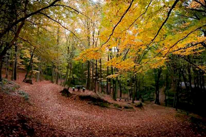 Belgrad Ormanı Doğa Yürüyüşü
