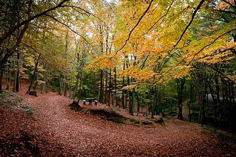 BELGRAD ORMANI DOĞA YÜRÜYÜŞÜ